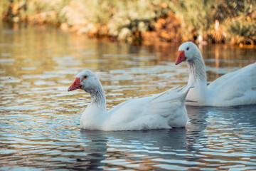 beautiful white goose animal bird avian water pretty