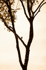 beautiful little bird sitting in a tree and singing 
