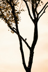 beautiful little bird sitting in a tree and singing 