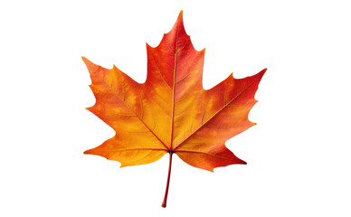 Autumn Maple Leaf Cutout 