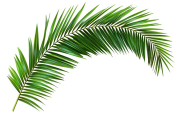Obraz premium Elegant tropical leaf curves against a stark background displaying vibrant green hues