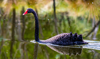 Black swan smiling at camera