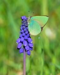 Wildlife. Photos of wild butterflies and insects.