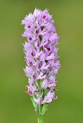 images of wild plants and flowers. wild orchid photos.