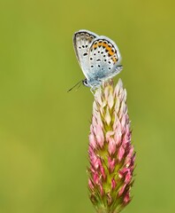 wildlife photos. photos of butterflies in natural areas.