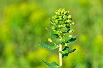 pictures of wild plants, medicinal flowers. photos of spurge flowers.