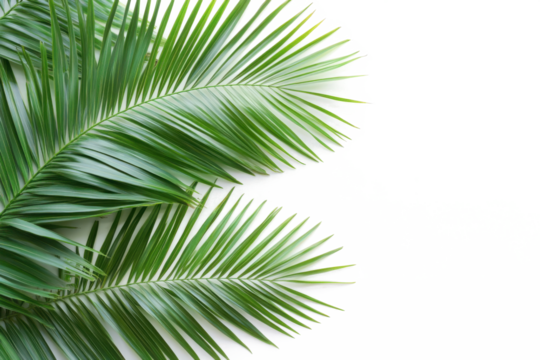 Lush palm fronds elegantly cascade across a white backdrop exuding tropical serenity