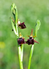 Photos of wildflowers, various bee orchids.