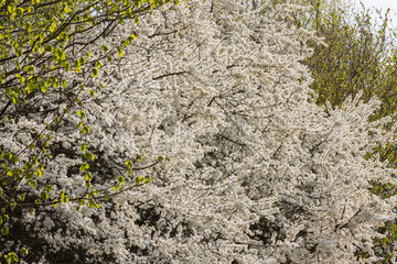 Schlehe mit weißen Blüten im Frühling.