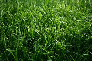 Obraz premium Fresh Morning Dew on Lush Green Grass