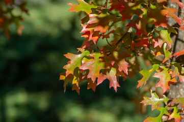 Quercus coccinea red orange yellow leaves during autumn season, ornamental tree