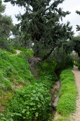 Terraced paths in the park in winter. The Mexican cypress. Winter in Greece