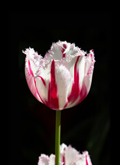 single white and pink fringed tulip isolated on black 