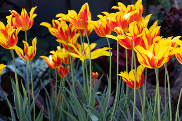side view of a group of Fire Wings Tulips, lily-flowered tulips. bright yellow and orange red flowers