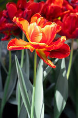 Vibrant side profile of single Red Parrot Tulip, Tulipa genus. with other flowers in background