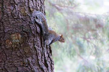 Obraz premium Eastern Grey squirrel 