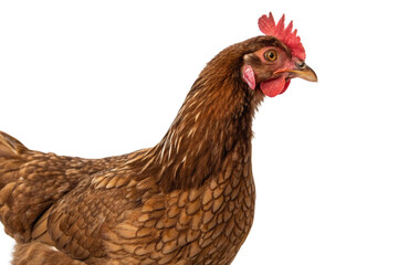 Full body of brown chicken hen standing isolated transparent background