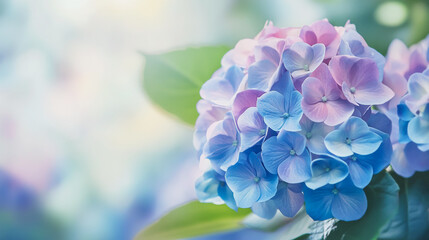 Elegant wedding invitation card background . Minimal hand painted watercolor Hydrangea flowers texture template background. Design for wedding, vip cover, poster, rsvp moderncard.Valentine's Day