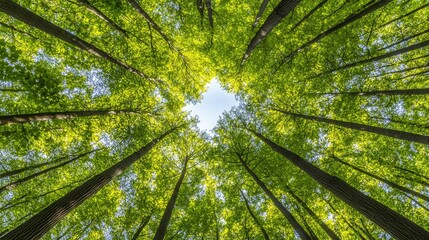 Lush forest canopy, vibrant greenery, and sunlight.
