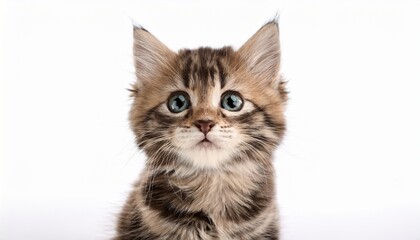 funny kitten on a white background isolated