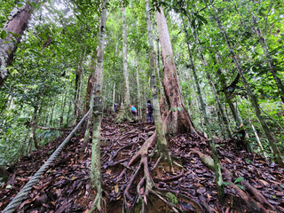 Hiking area in Danum Valley Conservation Area Lahad Datu