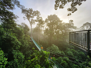 High angle view of tree top canopy suspension bridge and platform in Danum Valley Tropical Rain forest Lahad Datu Sabah © cn0ra