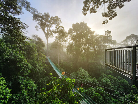 High angle view of tree top canopy suspension bridge and platform in Danum Valley Tropical Rain forest Lahad Datu Sabah