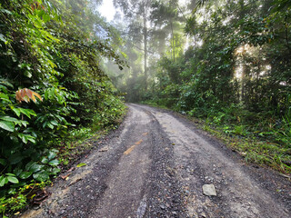 View of dirt road in the jungle of Danum Valley Lahad Datu