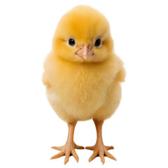 Obraz premium little yellow chick isolated on a transparent background. 