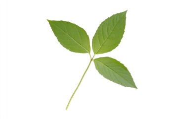 Fresh green leaves