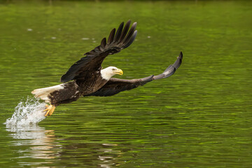 An American bald eagle flying with a freshly caught fish