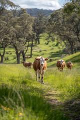 A young brown calf stands in a green pasture with other cows grazing in the distance. Ideal for agriculture, rural lifestyle, or animal care themes.