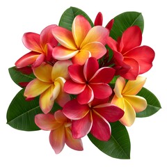 Obraz premium Arrangement of plumeria blossoms with green leaves around isolated on white background