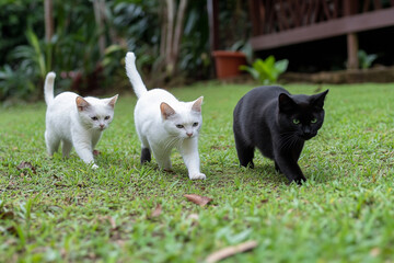 Cats engaging in chaotic hunting behavior as they pursue mice in a grassy field during daylight hours