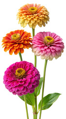 Beautiful Zinnia flowers with vibrant colors on a Trensprent  Background png in a studio