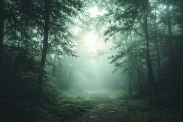 Misty forest path disappearing into the fog, sunlight peeking through the canopy.