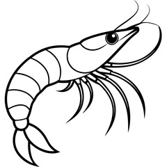 vector illustration of shrimp