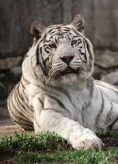 Rare white tiger in zoo
