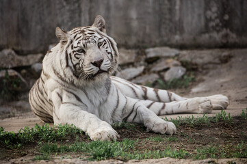 Rare white tiger in zoo