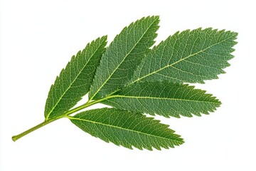 Fototapeta premium Close up of a vibrant green leaf against a clean and bright white canvas