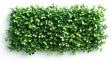 Rectangular wall covered in green foliage against a white background.