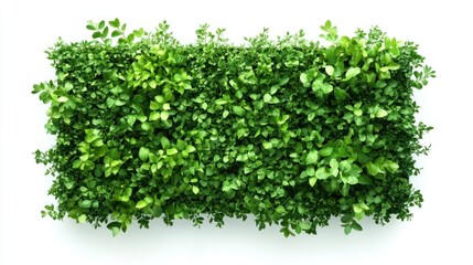 Green foliage wall panel isolated on white background.