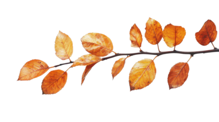 autumn maple leaves branch isolated on white transparent background