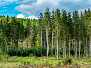 Wiederaufforstung im Mischwald im Frühjahr

