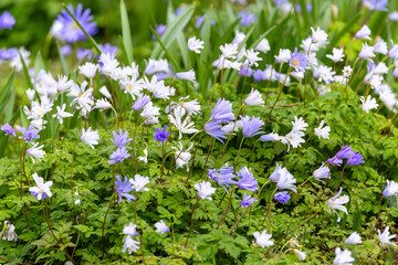Anemone blanda flowers blowing in the wind. Blue and white petals of windflowers on windy Spring...