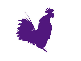 rooster isolated on white background