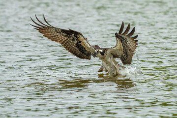An osprey flying with a freshly caught fish