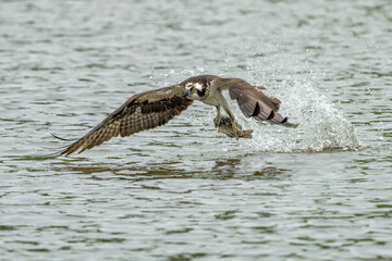 An osprey flying with a freshly caught fish