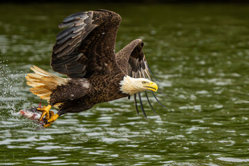 An American bald eagle flying with a freshly caught fish