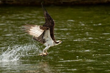 An osprey flying with a freshly caught fish